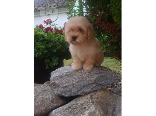 Κουτάβια Maltipoo